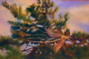 Old Pine Tip